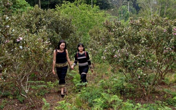 Khám phá khu du lịch Măng Đen – một địa điểm du lịch mới | Saigon Star Travel kham pha khu du lich mang den mot dia diem du lich moi 6