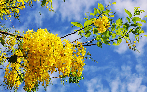 Khám phá những biểu tượng Thái Lan nên biết | Saigon Star Travel kham pha nhung bieu tuong thai lan nen biet 1