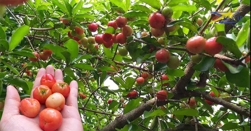 Khu du lịch Hạ Thảo Bến Tre - Điểm đến mới cho giới trẻ | Saigon Star Travel sơ ri tại Hạ Thảo