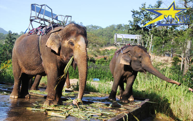 Khu du lịch thác Prenn Đà Lạt – Vẻ đẹp của đại ngàn sơn cước Lâm Đồng | Saigon Star Travel Khám phá vẻ đẹp của thác Prenn Đà Lạt