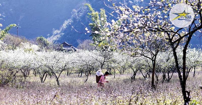 Tháng 3 Nên Đi Du Lịch Ở Đâu? List Điểm Du Lịch Tháng 3 Hấp Dẫn 
Lỗi giao diện: file 'snippets/shortcode-current_date.bwt' không được tìm thấy
 | Saigon Star Travel khu-rung-hoa-ban-tho-mong-loai-hoa-tuong-trung-cho-tay-bac