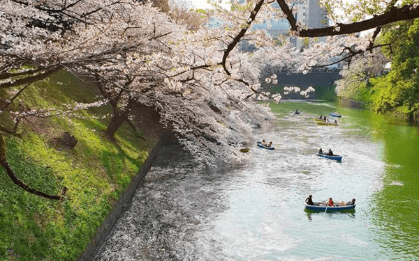 Cung điện hoàng gia Nhật Bản – lâu đài lộng lẫy nhất Nhật Bản | Saigon Star Travel cung-dien-hoang-gia-nhat-ban-lau-dai-long-lay-nhat-nhat-ban-2