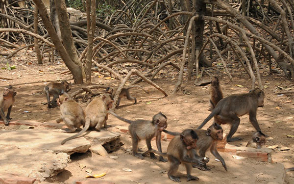 kinh-nghiem-du-lich-can-gio-545-2