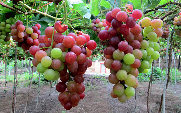 Kinh nghiệm du lịch Ninh Thuận bạn không nên bỏ qua | Saigon Star Travel kinh-nghiem-du-lich-ninh-thuan-ban-khong-nen-bo-qua-9