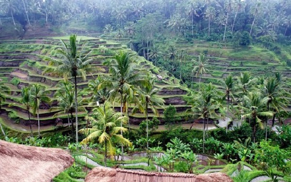 Kinh nghiệm lựa chọn Bali Resort đẹp và tốt nhất | Saigon Star Travel kinh-nghiem-lua-chon-bali-resort-dep-va-tot-nhat-2