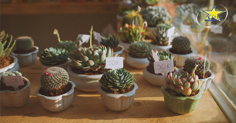 Khám phá Kombi Land Đà Lạt - Nơi sống ảo độc đáo giữa lòng thành phố | Saigon Star Travel Giá vé và thông tin về Kombi Land Coffee Đà Lạt