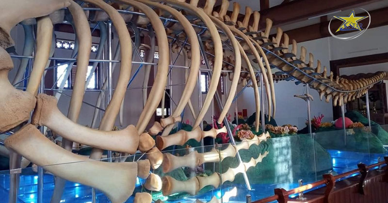 Tour Du Lịch Đảo Lý Sơn 4 ngày 3 đêm - Tour du lịch hè mới nhất | Saigon Star Travel Tham quan nơi trưng bày xương Cá Ông lớn ở Lý Sơn