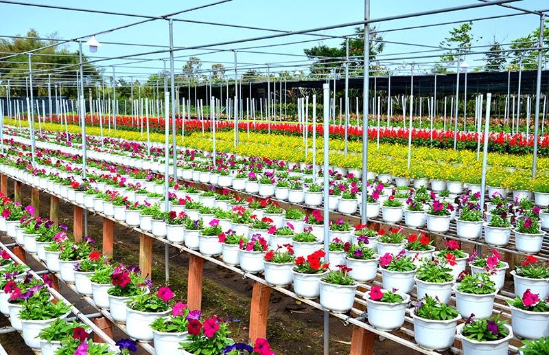 Tất tật về Du lịch Đồng Tháp – Làng hoa Sa Đéc | Saigon Star Travel lang hoa sa dec 3