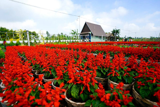 lang hoa sadec 2