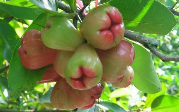 liet ke cac dac san tien giang dang mua ve lam qua 8