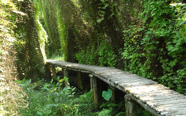 Mách bạn khu du lịch Xẻo Quýt Đồng Tháp - điểm đến không thể bỏ qua | Saigon Star Travel mach-ban-khu-du-lich-xeo-quyt-diem-den-khong-the-bo-qua-3