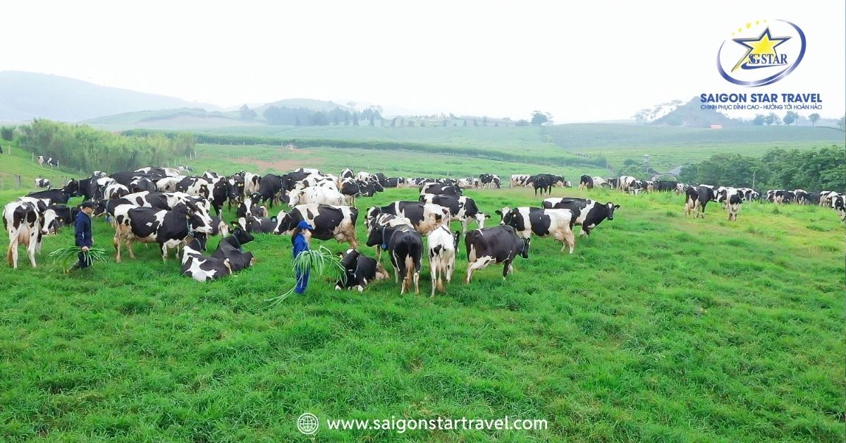 Trang tại bò sữa tại Mộc Châu