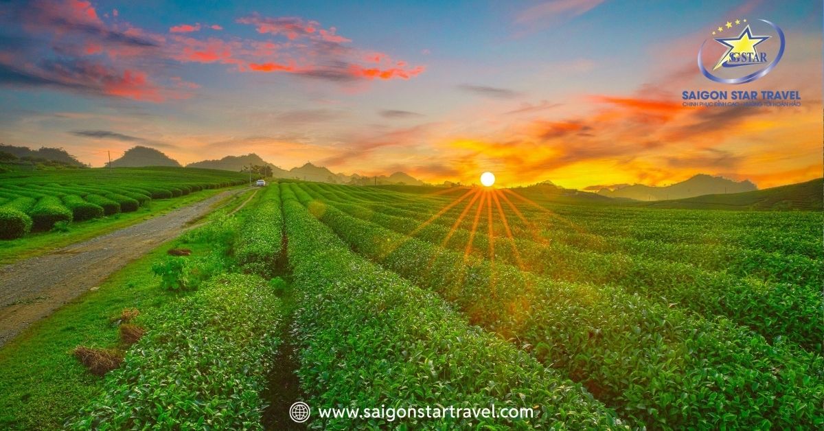 Đồi chè Mộc Châu – địa điểm check-in xanh mát