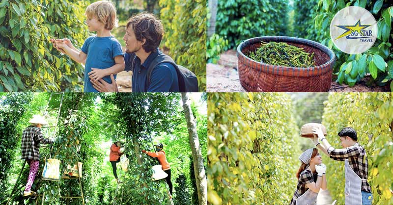 Một ngày làm nông dân hái tiêu tại vườn sẽ giúp bạn có nhiều trải nghiệm thú vị Một ngày làm nông dân hái tiêu tại vườn sẽ giúp bạn có nhiều trải nghiệm thú vị