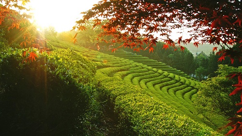 Mùa hè nên đi du lịch nước nào ? Top địa điểm hot 2024 | Saigon Star Travel mua-he-2020-nen-di-du-lich-nuoc-nao-3