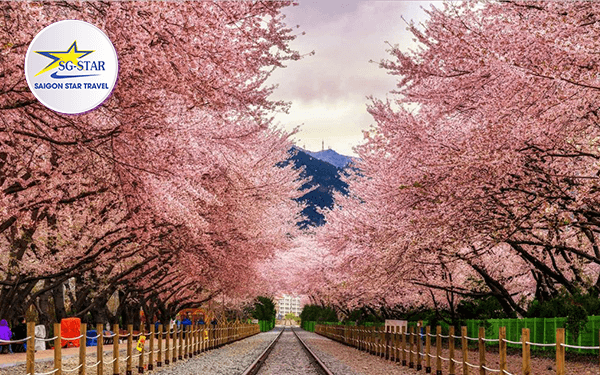 Tour Hàn Quốc tháng 3 có gì nổi bật và thu hút du khách? | Saigon Star Travel tour-han-quoc-thang-3-co-gi-noi-bat-va-thu-hut-du-khach