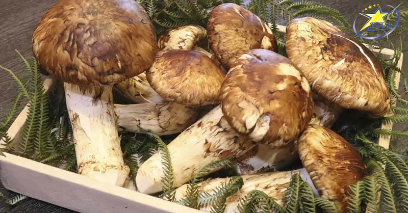 Nấm Matsutake được sử dụng rất nhiều trong các món ăn ngon của Nhật Bản