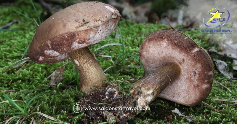 Tìm hiểu về nấm tràm Phú Quốc | Saigon Star Travel Nấm Tràm Phú Quốc