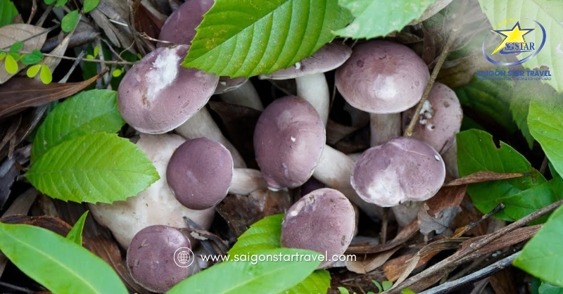 Tìm hiểu về nấm tràm Phú Quốc | Saigon Star Travel Nấm Tràm Phú Quốc