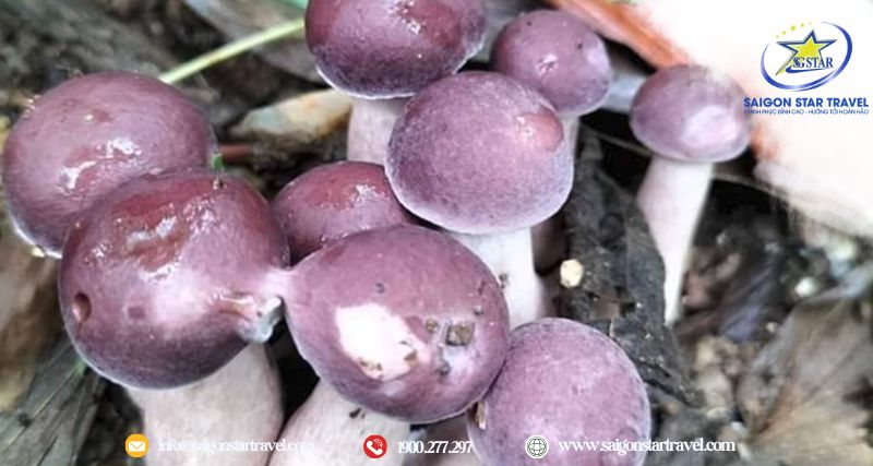 Nấm tràm Phú Quốc nhiều dinh dưỡng –Món ngon đặc sản Phú Quốc