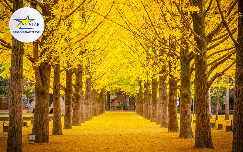 Đặt ngay tour Hàn Quốc 30/4 để không bỏ lỡ cơ hội chiêm ngưỡng hoa Anh Đào | Saigon Star Travel tour-han-quoc-30-4-4