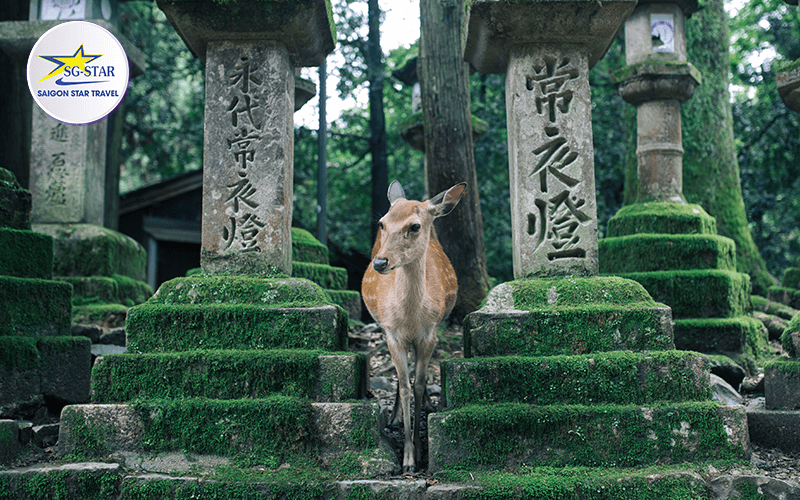 tour-nhat-ban-7-ngay-6-dem-tokyo-kyoto-osaka-7