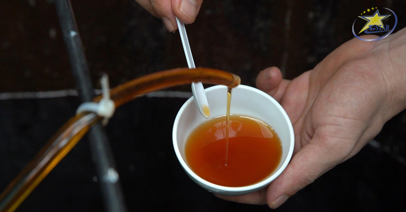 Top 4 Nhà Thùng Nước Mắm Phú Quốc Nổi Tiếng Mua Về Làm Quà | Saigon Star Travel Nếm thứ nước mắm tại các nhà thùng