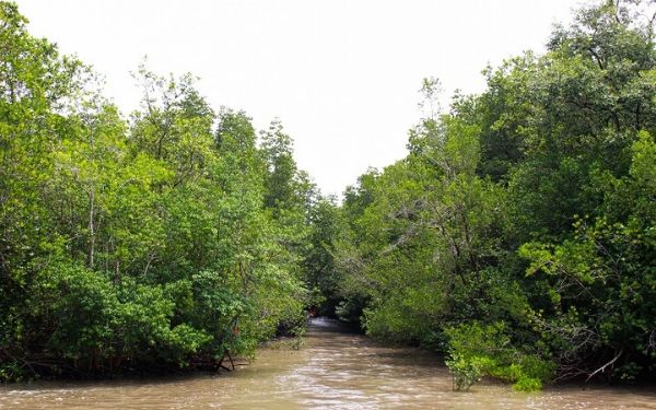 Nên đi tour Cần Giờ trong 1 hay 2 ngày? | Saigon Star Travel nen di tour can gio trong 1 hay 2 ngay 1