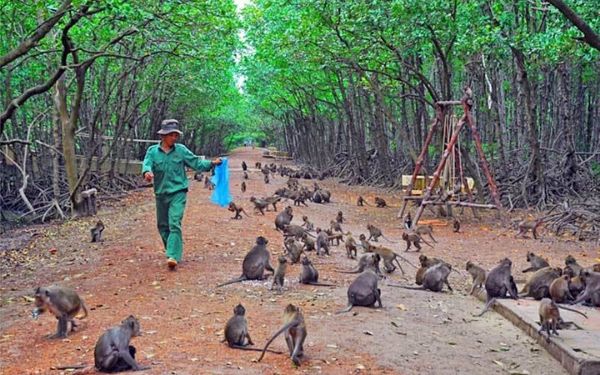 Nên đi tour Cần Giờ trong 1 hay 2 ngày? | Saigon Star Travel nen di tour can gio trong 1 hay 2 ngay 4