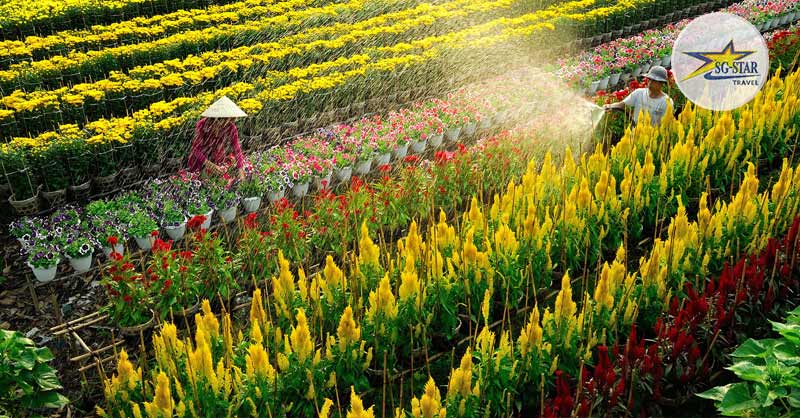 Ngắm nhìn làng hoa Sa Đéc đua nhau khoe sắc