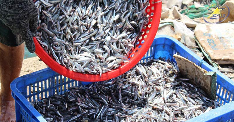 Cá cơm than, phấn chì, sọc tiêu là những loại cá cho chất lượng mắm ngon nhất