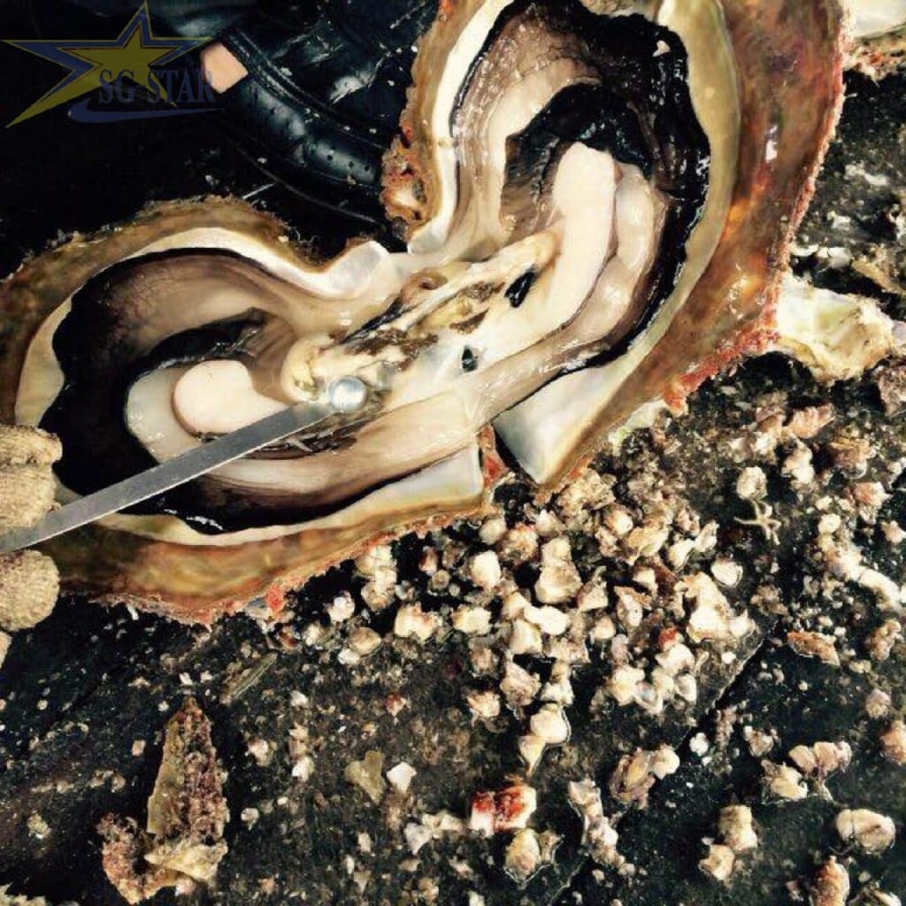 Review chi tiết lịch trình đi Côn Đảo 3 ngày 2 đêm từ TP Hồ Chí Minh. | Saigon Star Travel Nuôi cấy ngọc trai tại Côn Đảo