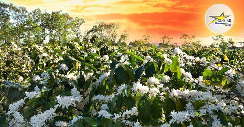 Tháng 3 Nên Đi Du Lịch Ở Đâu? List Điểm Du Lịch Tháng 3 Hấp Dẫn 
Lỗi giao diện: file 'snippets/shortcode-current_date.bwt' không được tìm thấy
 | Saigon Star Travel nhung-canh-rung-hoa-ca-phe-tai-tay-nguyen