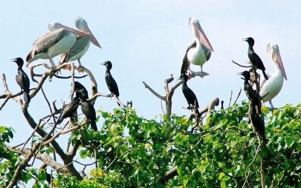 Những địa điểm du lịch Cần Thơ hấp dẫn | Saigon Star Travel nhung-dia-diem-du-lich-can-tho-hap-dan-4