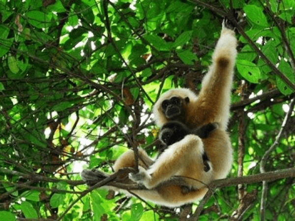 Những điều thú vị ở vườn quốc gia Phú Quốc | Saigon Star Travel nhung-dieu-thu-vi-o-vuon-quoc-gia-phu-quoc-001