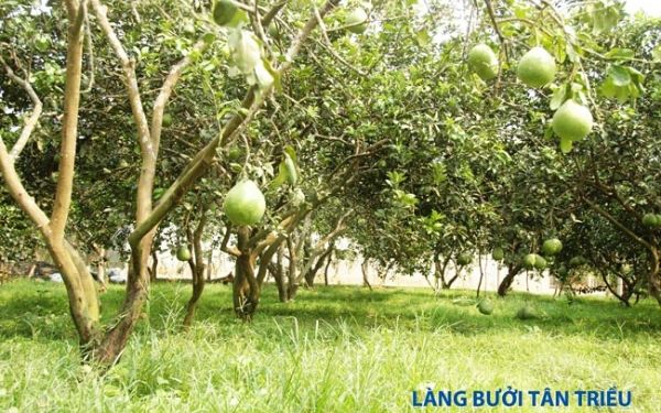 Những khu du lịch ở Đồng Nai được bình chọn yêu thích nhất | Saigon Star Travel nhung khu du lich o dong nai duoc binh chon yeu thich nhat 10