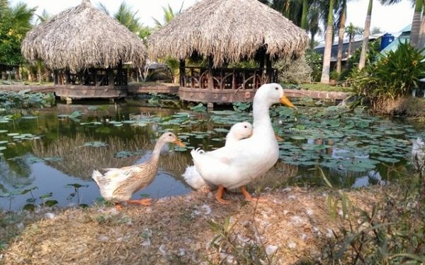 Nông Trang Xanh Củ Chi | Saigon Star Travel nong trang xanh cu chi 5