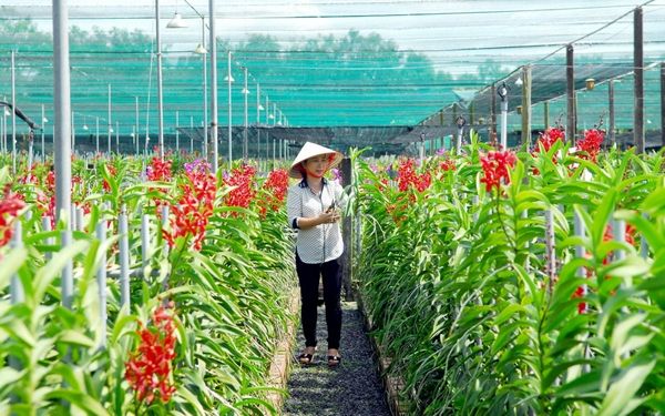 Nông Trang Xanh Củ Chi | Saigon Star Travel nong trang xanh cu chi 7