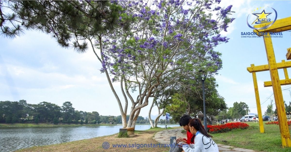 Cây phượng tím bên bờ hồ Xuân Hương