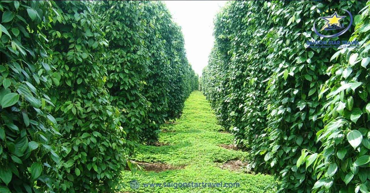Tham quan tại vườn tiêu Khu Tượng tại Phú Quốc
