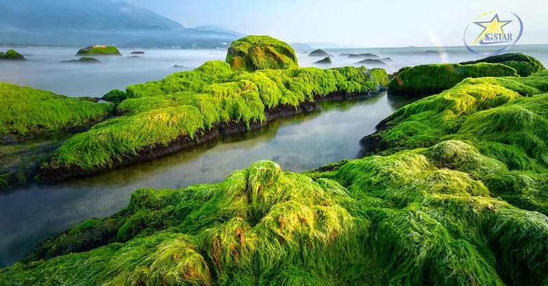 30+ địa điểm du lịch Đà Nẵng không thể bỏ qua | Saigon Star Travel Rạn Nam Ô với nhiều rêu phủ kín - địa điểm du lịch đẹp ở Đà Nẵng