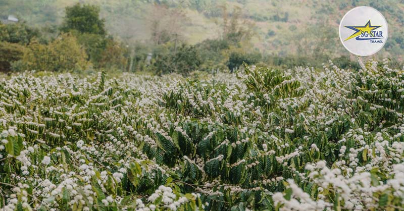 30/4 Đi Đâu? Top Địa Điểm Du Lịch 30/4 Và 1/5 Đẹp Nhất Năm Nay? | Saigon Star Travel ray-ca-phe-tai-buon-me-thuot