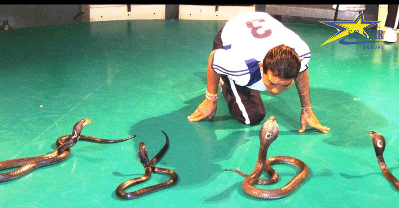 Review du lịch Thái Lan: Trại rắn Hoàng Gia Thái Lan | Saigon Star Travel review du lich thai lan trai ran hoang gia thai lan 3011 1