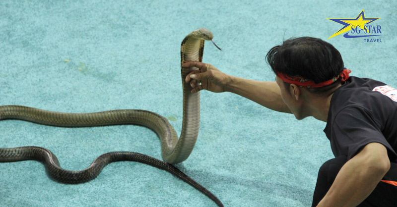 Review du lịch Thái Lan: Trại rắn Hoàng Gia Thái Lan | Saigon Star Travel review du lich thai lan trai ran hoang gia thai lan 3011 2