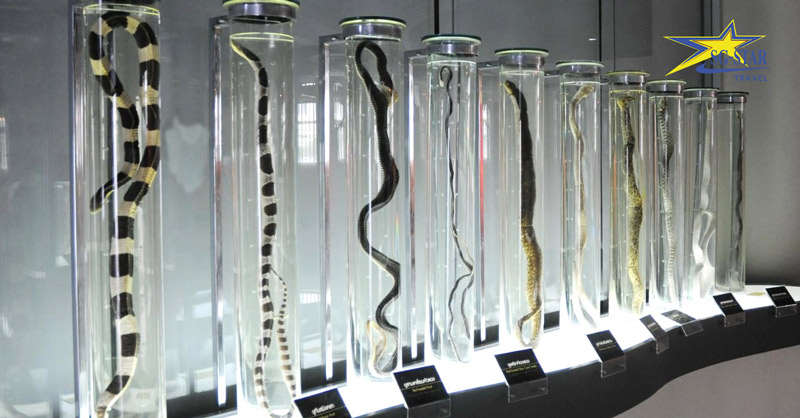 Review du lịch Thái Lan: Trại rắn Hoàng Gia Thái Lan