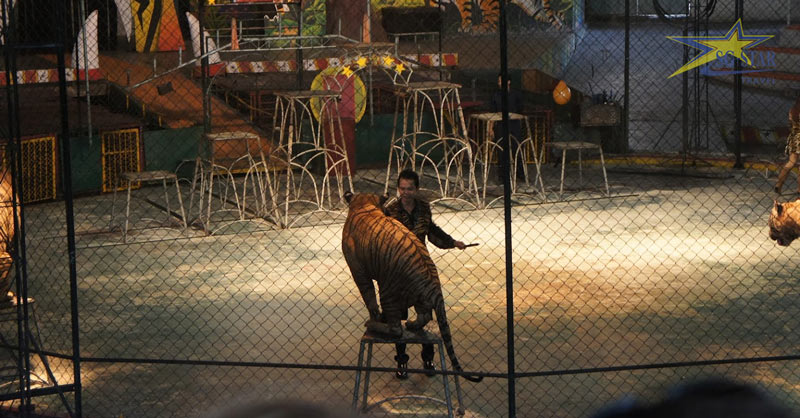 Review Du Lịch Thái lan: vườn thú Sriracha Tiger Zoo | Saigon Star Travel Khu biểu diễn nghệ thuật đặc sắc