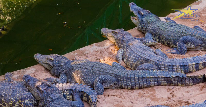 Review Du Lịch Thái lan: vườn thú Sriracha Tiger Zoo | Saigon Star Travel Khu cá sấu ở vườn thú Sriracha Tiger Zoo