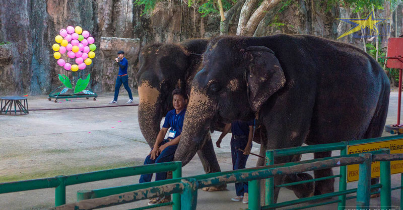 Review Du Lịch Thái lan: vườn thú Sriracha Tiger Zoo | Saigon Star Travel Khu vực nuôi Voi ở vườn thú Sriracha Tiger Zoo