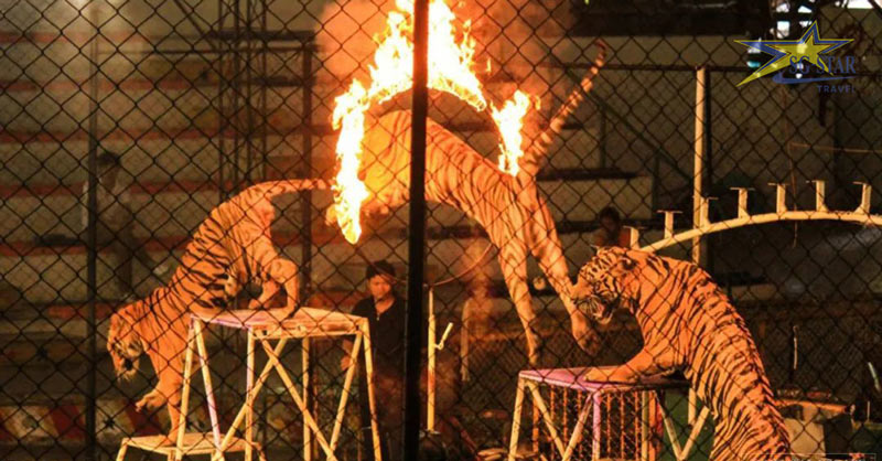 Review Du Lịch Thái lan: vườn thú Sriracha Tiger Zoo | Saigon Star Travel review du lich thai lan vuon thu sriracha tiger zoo 7