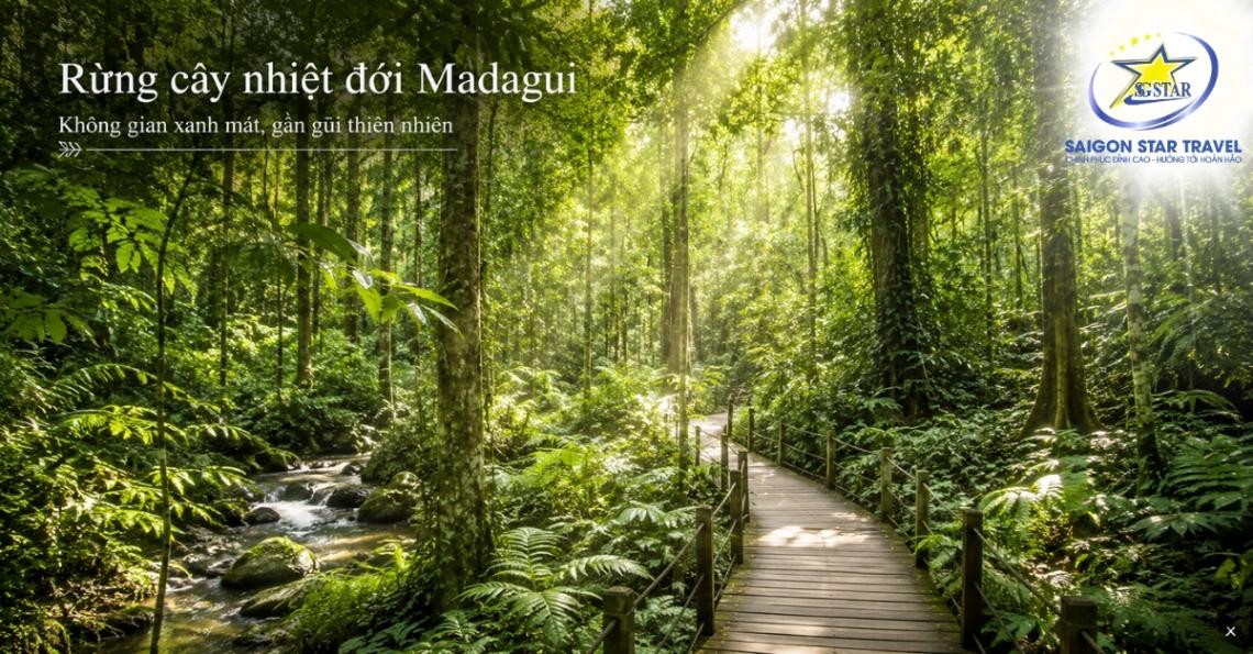 Rừng cây nhiệt đới Madagui trong tour đoàn riêng 2 ngày 1 đêm